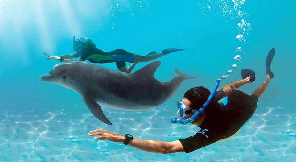 Delfiny Hurghada